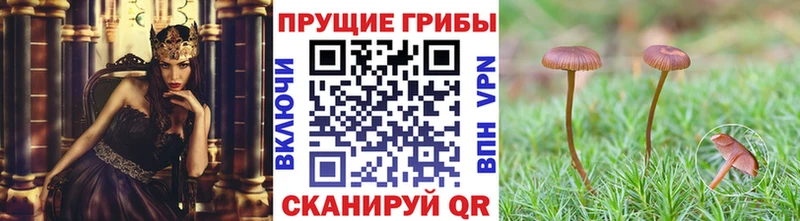 Псилоцибиновые грибы мухоморы  blacksprut ссылки  Лабинск 